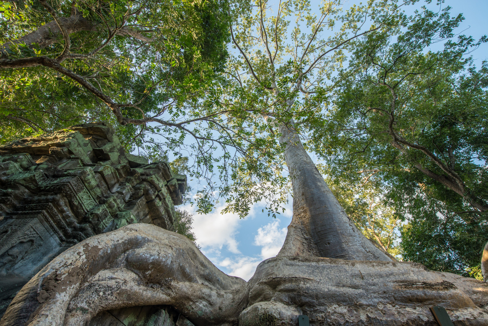 Kambodscha Foto-Touren Angkor Wat ta prohm Tempelbäume