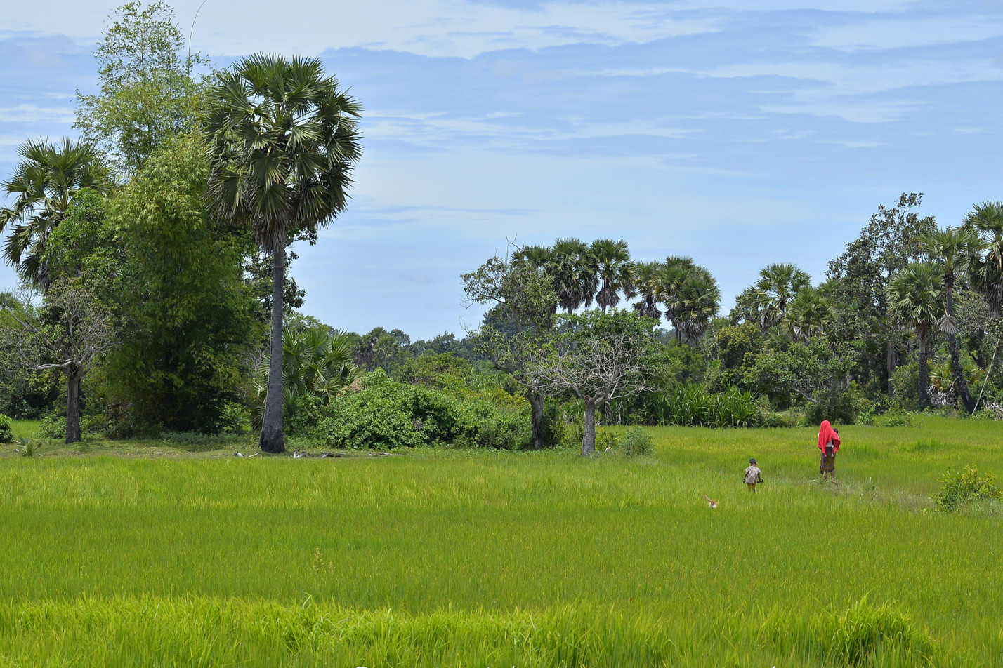 Cambodja fotoreizen landschap rijstvelden