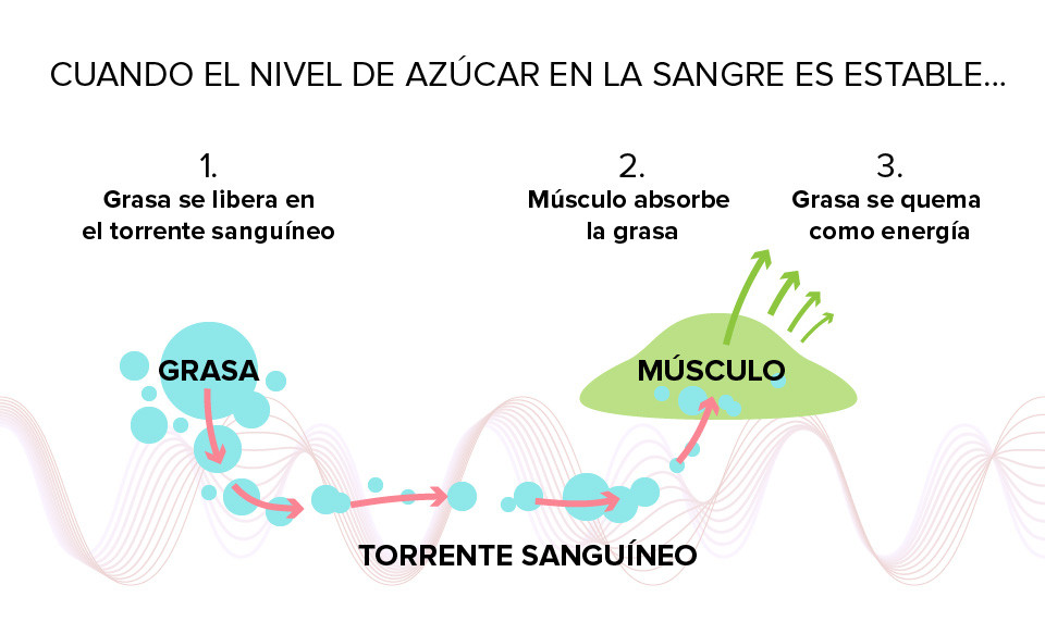 Qué tan estable es el azúcar en la sangre que optimiza tus ejercicios
