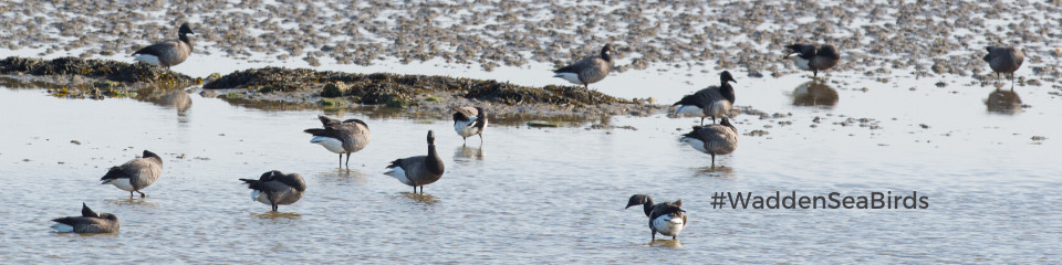 wadden-sea-bird-looking-for-food