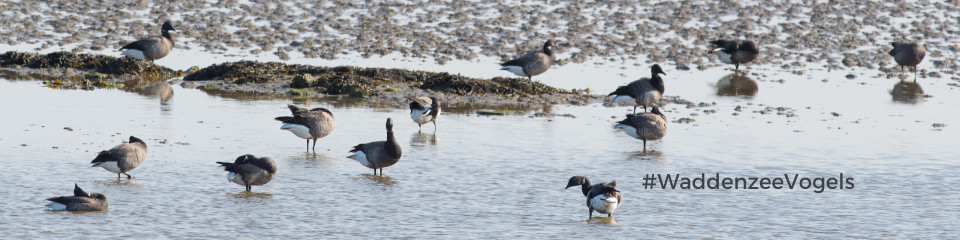 waddenzee-vogels-zoeken-naar-eten